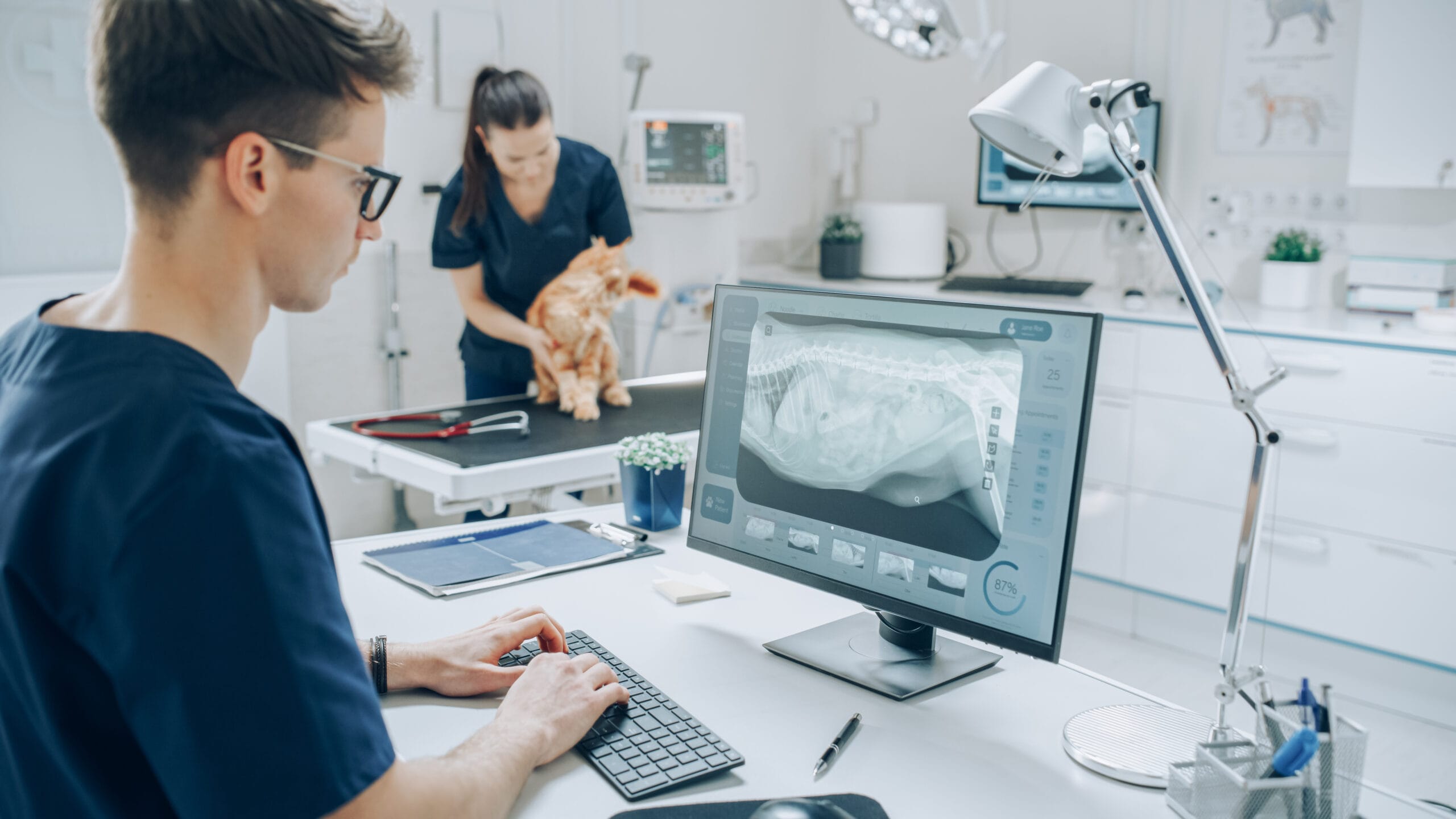 Veterinary Clinic Specialist Working on a Desktop Computer, Using a Software to Examines a Dog's X-Ray Scans for a Potential Bone Fracture. Female Veterinarian Walking in the Background
